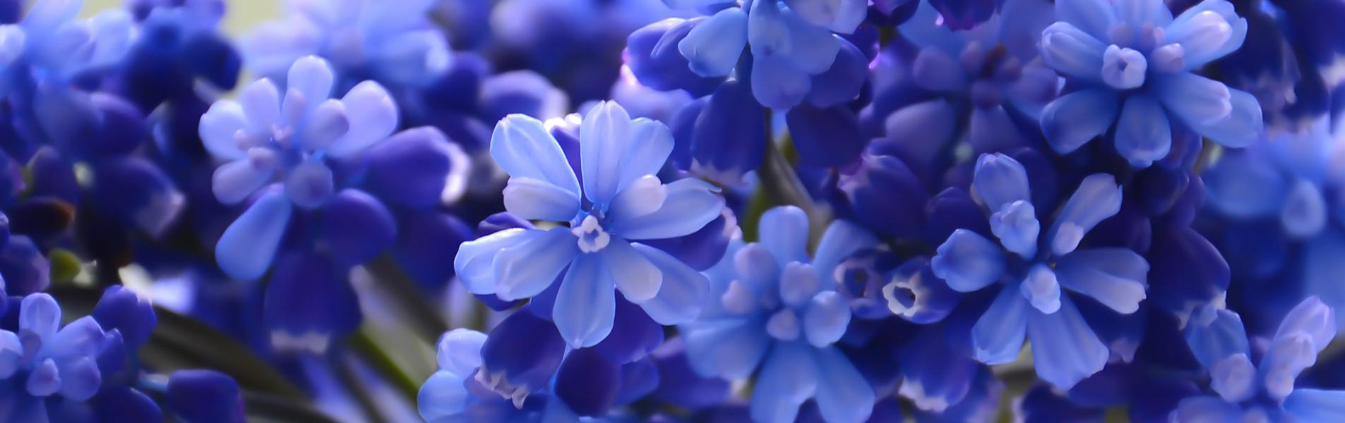 Home Macblooms Blantyre South Lanarkshire